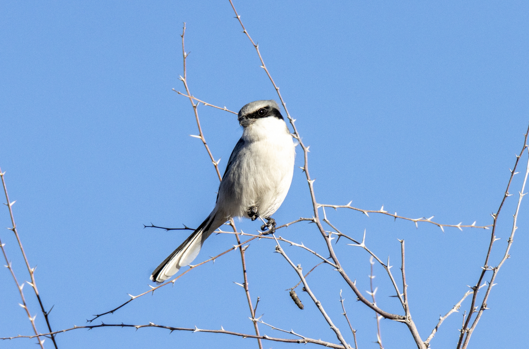 Loggerhead Shrike, Bosque Del Apache National Wildlife Refuge, New Mexico